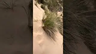 @dykuhnfiles76 at the Oregon Dunes Nat&rsquo;l Forest