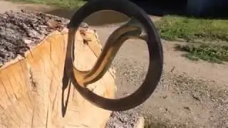 Chakram Build