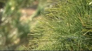 Holiday Trees-Local Trees,Local Traditions