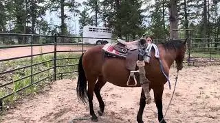 Tacho and Ellie Video for wild Horse Partnership Program 7/18/25