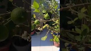 lemon blooming flower garden plants