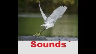 Wing Flap Sound Effects All Sounds