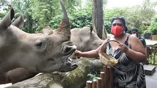 white Rhino Feeding experience at Singapore zoo 2022