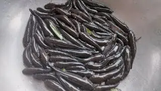 Câu cá bóng dừa không cần lưỡi, câu bằng loại mồi này thi giật cá mõi tay || Câu cá thiên nhiên