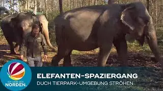 Elefanten erkunden die Umgebung des Tierpark Str&ouml;hen