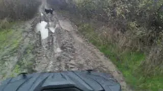 Prin noroaie  #atv  #automobile  #forrest #travel #offroad4x4 #offroad #funny #adventure #dog