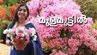 വരാൻ പോകുന്ന സീസണിൽ വെറൈറ്റി ബോഗൈൻ വില്ലേകളുടെ കൊട്ടാരക്കര അടുത്തുള്ള ഗാർഡൻI 2025 l മുളമൂട്ടിൽ 
