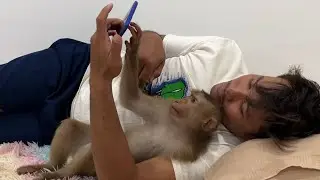 Smart monkey Jessi use smart phone to go on Facebook and watch video clip with daddy