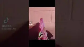 I wonder&hellip;. (Chicken version)