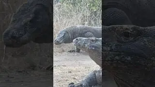 😬😬Cold-Blooded Hunter ‼️#americanviewers #komododragon #wildlife #natureismetal #animalattack