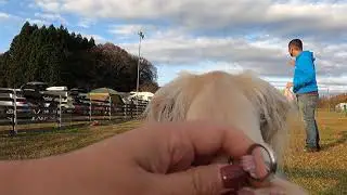 Dog cam  [100 meters version] Sophie the Saluki dog at lure coursing with GoPro camera mounted.