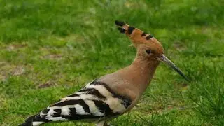 African Bird Hoopoe | Sweet Lime | Fresh Brinjal Harvesting | Organic Vegetables 