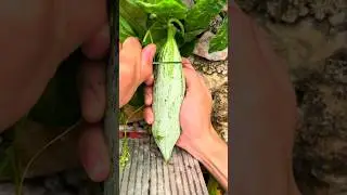 #shorts #agriculture #farming2024 #gadgets #shot #EliteShortsUnleashed #2748