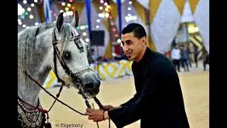بطل مهرجان الغربية 2019 المعلم محمد جمعة البراجيلي المصري المعز