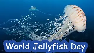 World Jellyfish Day || Interesting Facts