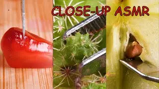 MACRO WORLD | Observing Everything From A Closer Perspective