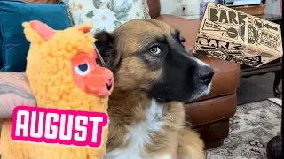 BarkBox &ldquo;Walkies In The Andes&rdquo; August Unboxing!!!