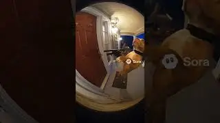 Dog Takes a SHOT at the Door! 🤯 (Sora AI Video)