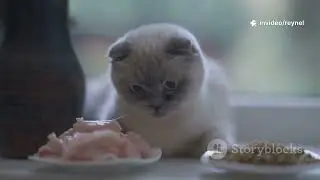 Cooking with cats: Purrfect recipies!