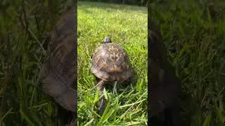 200 Million Years of Turtle Wisdom 🐢🧠 Nature Break with Mandy