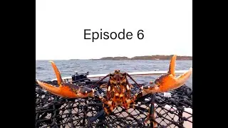 Lucky lobster number 13. THIS is where I shot my pots LOBSTER fishing in Norway Hummerfiske 2021