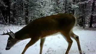 Winter Trail Cam Footage 2024 /2025 | 100 Mile House B C