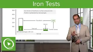 Normal Iron Study Labs: Iron Tests &ndash; Hematology | Lecturio