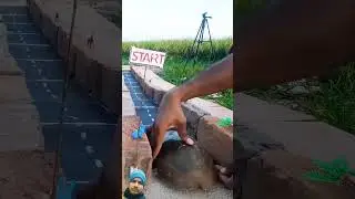 Turtle Vs Rabbit#shorts#outofmindexperiment #experiment #crazyxyz #animals #reels #shorts #subscribe