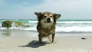 Dog shaking of the water on the beach ⛱️
