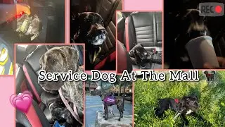 Service Dog At The Mall | Training with Onyx