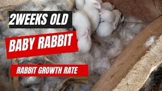 2weeks Old Baby Rabbit growing (Matex Rabbit farm 07066784204)