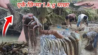 #fishing माछा🦈 एकै छिन्मा एत्रो धेरै माछा मार्यो धेरै माछा पाउने खोला @SAROJRAIVLOG1  #hunting