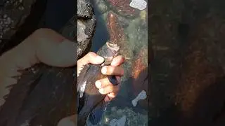 Catch and release fish #catchandrelease #shorts