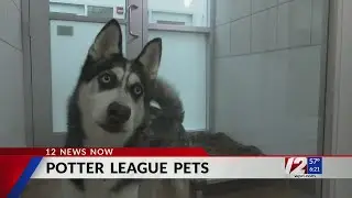 Potter League helps rescue animals in one of largest emergency shelter animal transports