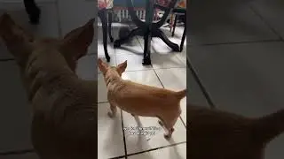 Will they become friends? #chihuahua #explore #kitten #fyp #dog #youtube #pets #cute #love #rescue