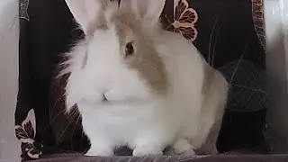 Bunny mofu is live! #livestream #bunny #rabbit #cute #mofu #うさぎ #relaxing #動物 #viralvideo 25Dec2025