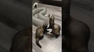 完全なる暴走：フェレット、睡眠を忘れる | Total Breakaway: Ferrets Forgot About Sleep