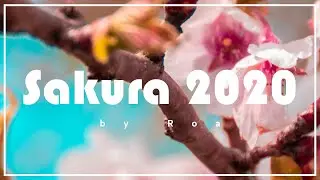 Roa - Sakura 2020 【Official】