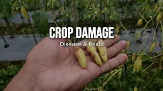 Quiet Field Walk ASMR 🌿 | Natural Farm Sounds &ndash; Birds, Wind & Crickets | No Talking