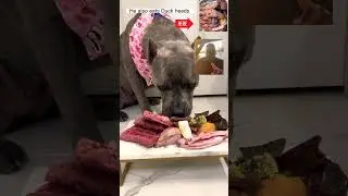 Feeding My Dogs Raw Meat Meal Cane Corso #shorts #canecorso #rawfed