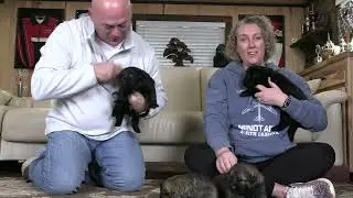 21 Days Old!! Kraftwork K9 Pro German Shepherds