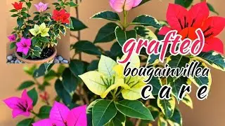 Grafted bougainvillea care