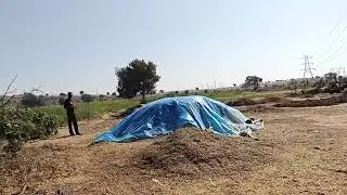 Desert Agriculture Tour Jaisalmer Rajasthan India 