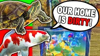 Cleaning Our *HUGE* KOI Pond and TURTLE ENCLOSURE!