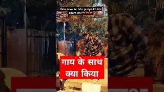 गौ सेवा  से बड़ा कोई कर्म नही! food donation!#gauseva #food #animal #animals #nlafoundation vlog#pet