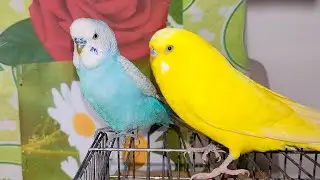 🔴 LIVE pet bird cam 🐦 calm indoor (vertical)