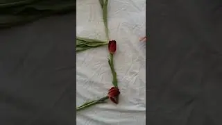🌷⚘⚘🌷#8march