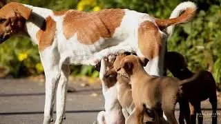 Dog mother and hungry baby... #reels #viral #wildlife #nature #animals #shorts #video #india #new 