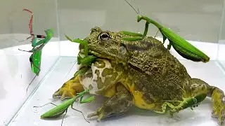 Mortal Battle of Giant Mantis Vs Pacman Frog / Pacman Frog, African Bullfrog 【ŻYWE KARMIENIE】