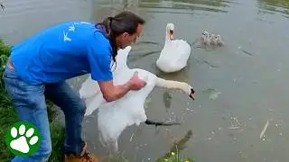 That little tail wag when mama swan gets her mate back ❤️